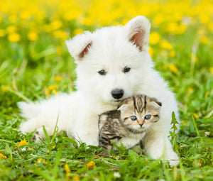 Puppy & Kitten Deworming Schedule
