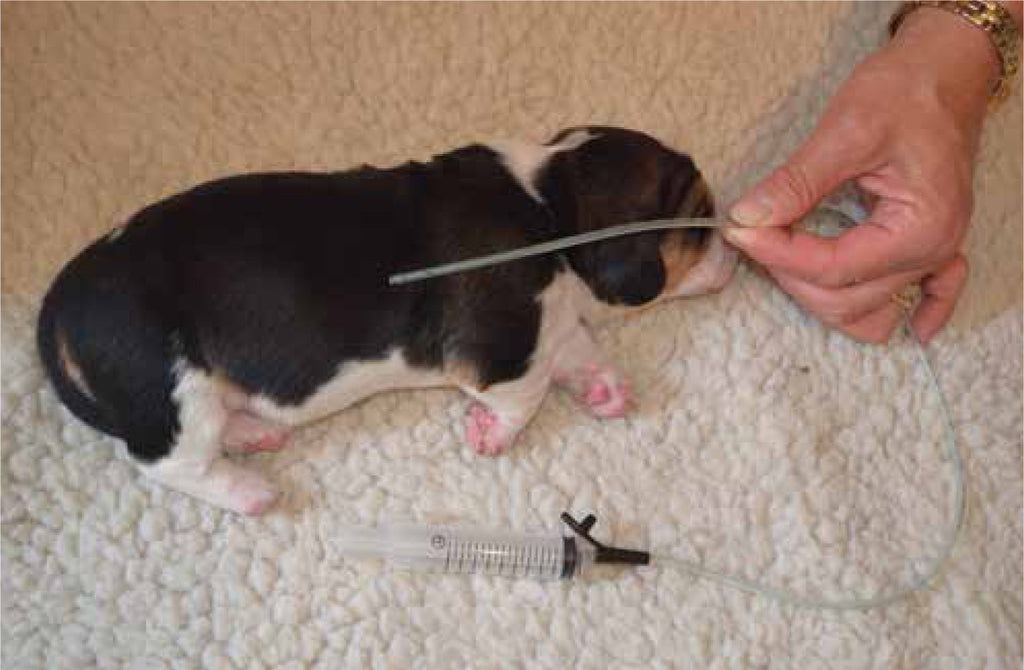 How To Tube Feed A Puppy