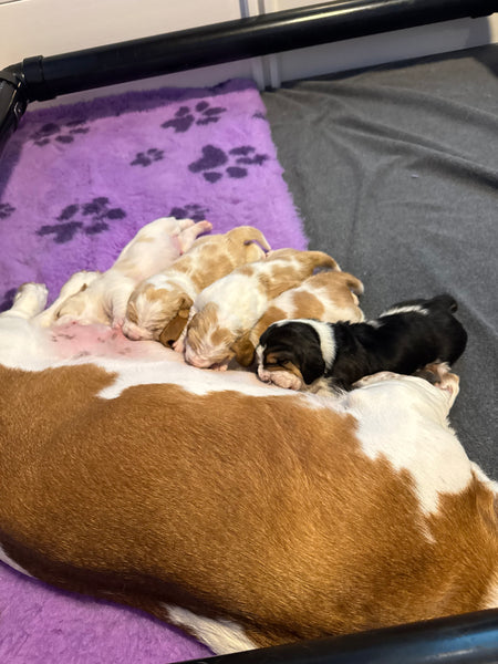 Original Vet Bed-Miranda's Preferred Piece