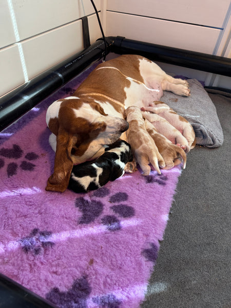 Original Vet Bed-Miranda's Preferred Piece