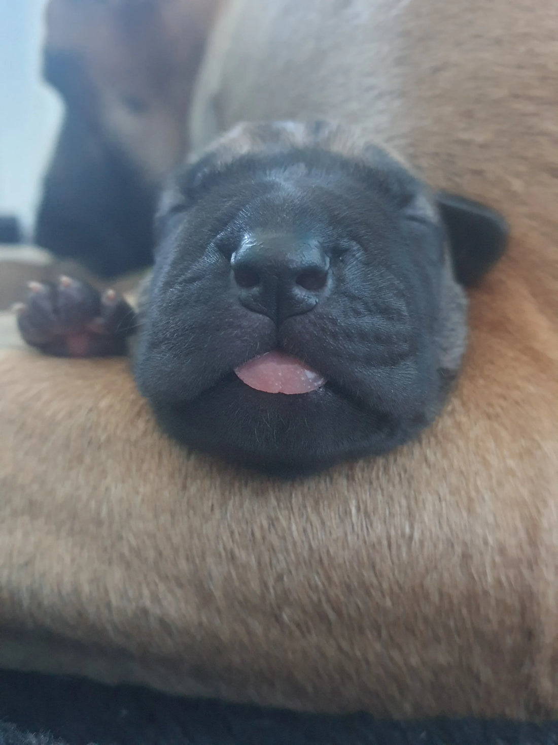 Kitten and Puppy Umbilical Cord Care
