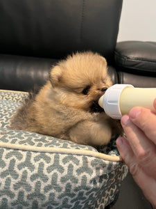 All about milk replacers