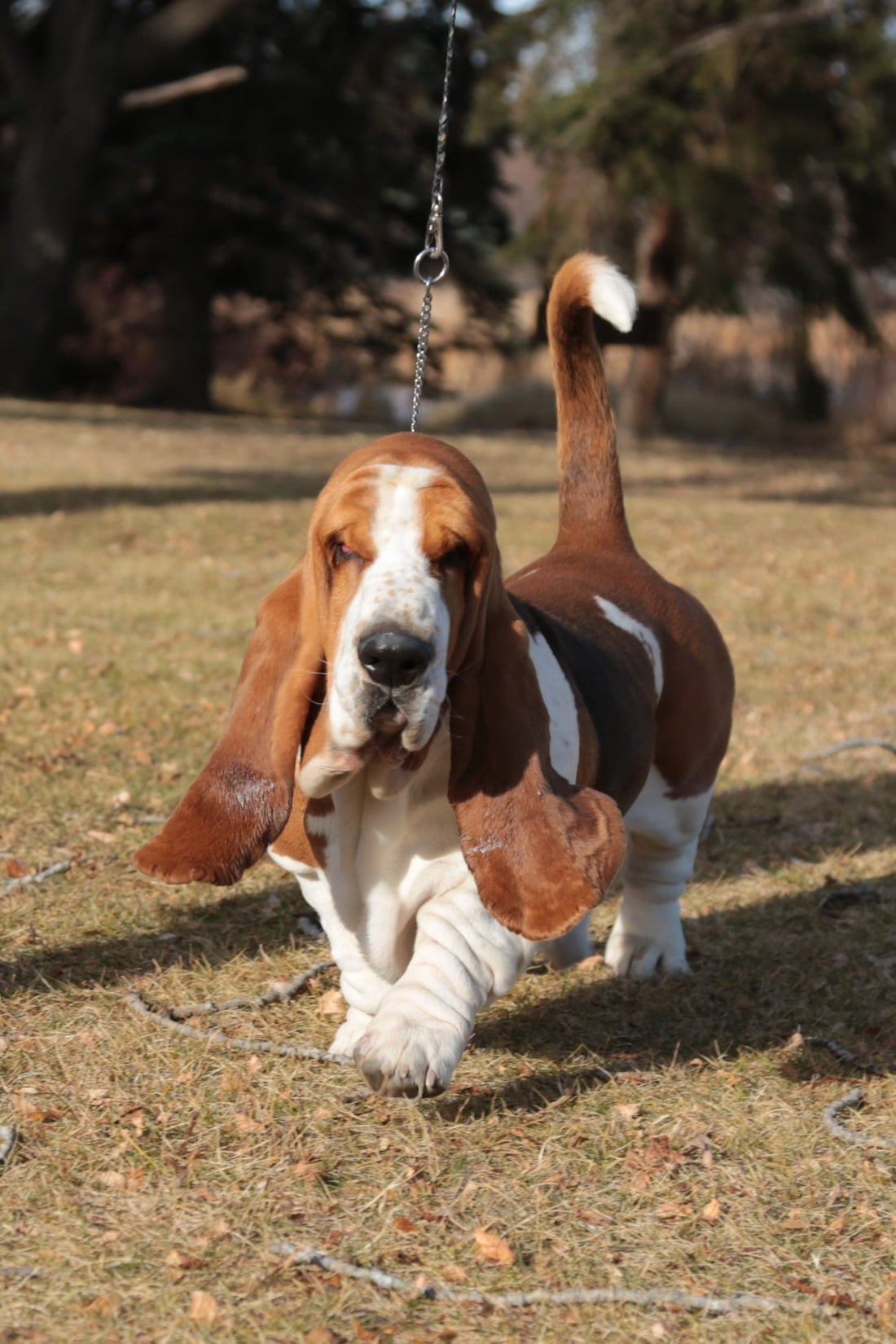 How to Manage Infertility in a Stud Dog