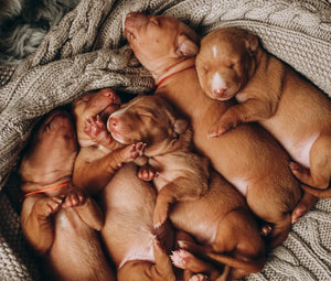 4 Main Causes of Newborn Puppy Illness and Death