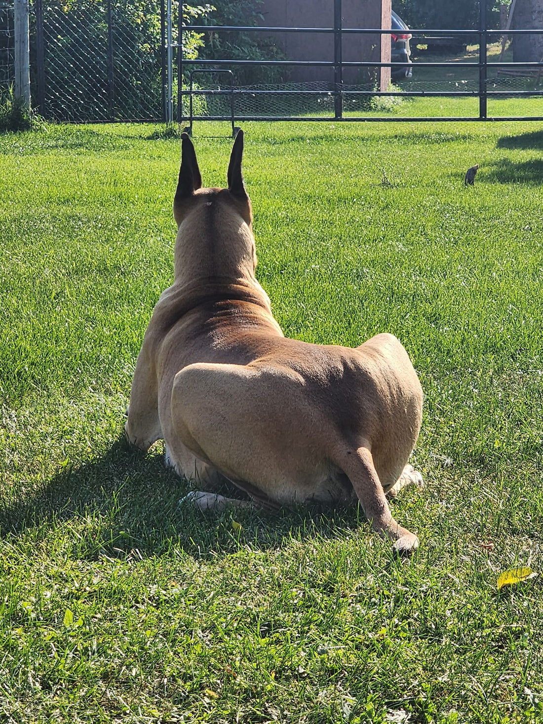 How To Tell if your Dog is Pregnant