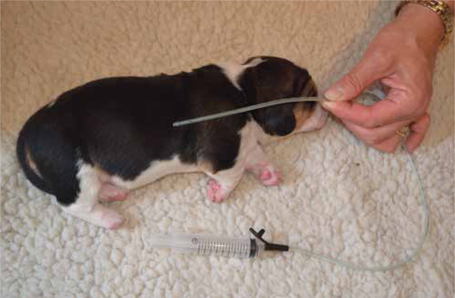 How To Tube Feed A Puppy