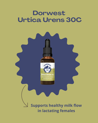 Dorwest Urtica Urens 30C