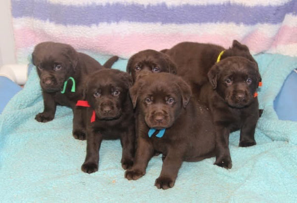 Fleece Puppy ID Ties