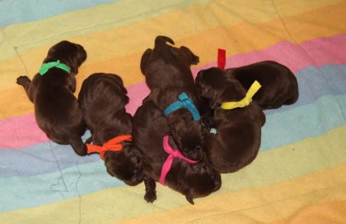Fleece Puppy ID Ties