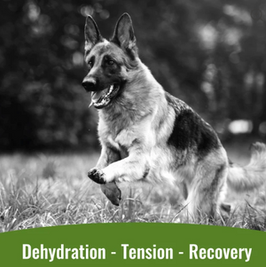 Dogzymes Canine Electrolyte Paste