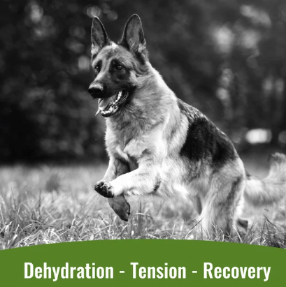 Dogzymes Canine Electrolyte Paste