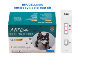 Kit de test de brucellose canine