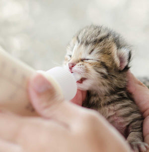 Kitten Gro 1 lb Milk Replacer