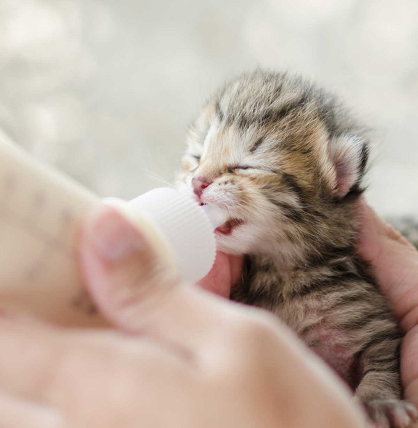 Kitten Gro 1 lb Milk Replacer