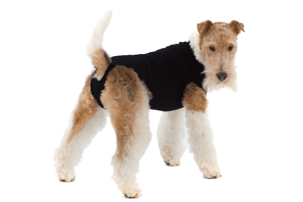 Combinaison de récupération et de sevrage pour chiens