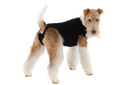 Suitical Recovery & Weaning Suit For Dogs