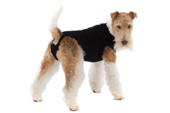 Combinaison de récupération et de sevrage pour chiens