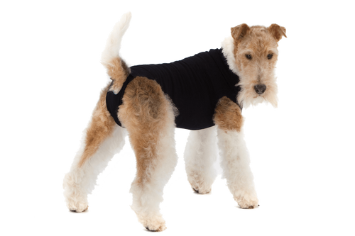 Combinaison de récupération et de sevrage pour chiens