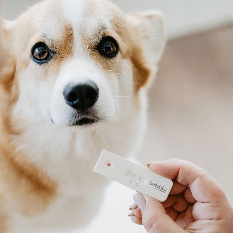 Test de grossesse Bellylabs 